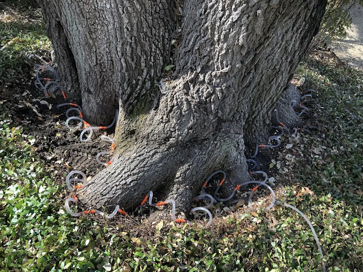 Detailed Tree Cabling and Bracing job site in Huntington Beach