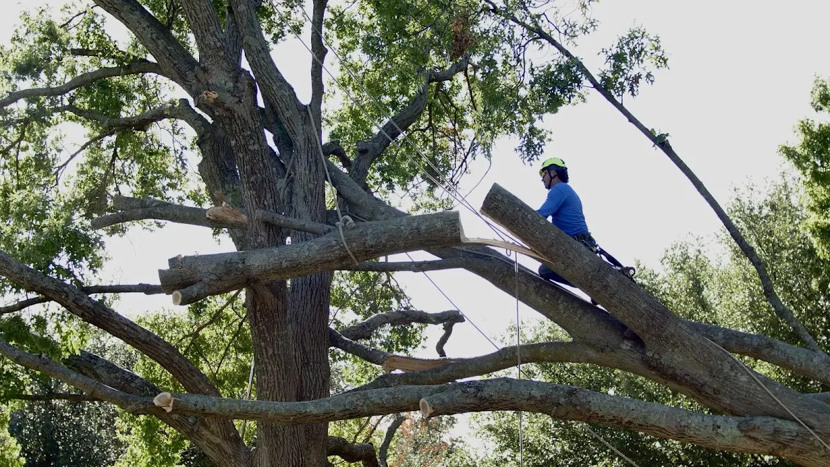 Professional Crown Thinning performed by certified arborists in Huntington Beach