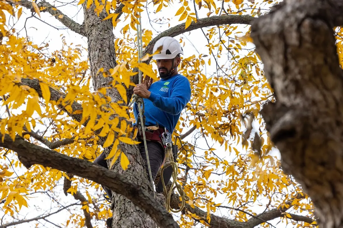 Skilled Tree Pruning crew working in Huntington Beach